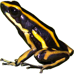 Yellow-striped Dart